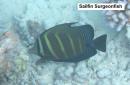 Sailfin Surgeonfish, black